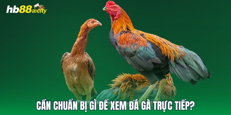 Cần chuẩn bị gì để xem đá gà trực tiếp?